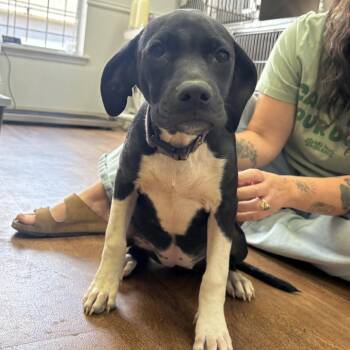 Nellie -  Mastiff and Mixed Breed Dog for Adoption in Fayetteville, Arkansas - Nellie | PetCurious