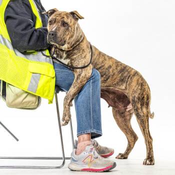 American Staffordshire Terrier Dogs Available for Adoption - Nala | PetCurious