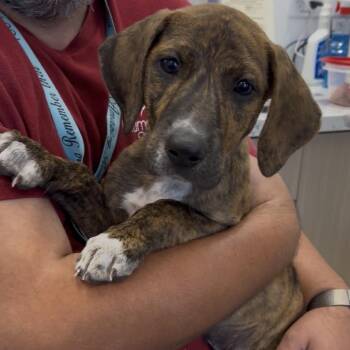 Malaki -  Plott Hound and Mixed Breed Dog for Adoption in Clearwater, Florida - Malaki | PetCurious