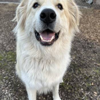 Great Pyrenees Dogs Available for Adoption in Pacific, Missouri - LEO | PetCurious