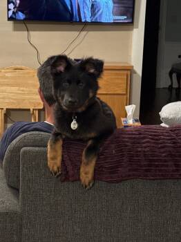 German Shepherd Dog and Doberman Pinscher Dogs Available for Adoption in Locust Grove, Georgia - Roxy | PetCurious