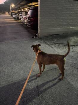 GUNNER -  Boxer and American Staffordshire Terrier Dog for Adoption in Richmond, Texas - GUNNER | PetCurious