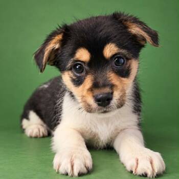 Chocola -  Chihuahua and Terrier Dog for Adoption in Newport, Tennessee - Chocola | PetCurious