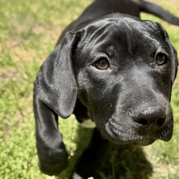Mordechai  -  Pit Bull Terrier and Black Labrador Retriever Dog Available for Adoption in Broken Arrow, Oklahoma - Mordechai  | PetCurious