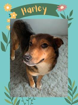 Harley Quinn -  Shepherd Dog for Adoption in Las Vegas, New Mexico - Harley Quinn | PetCurious