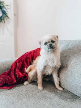 Rescue Pug and Brussels Griffon Dogs for Adoption in Goodyear, Arizona - Wendy | PetCurious