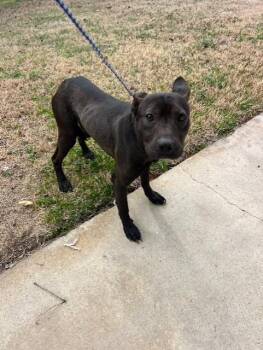 Pit Bull Terrier and Black Labrador Retriever Dogs Available for Adoption - Pierre | PetCurious