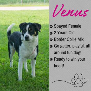 Venus -  Border Collie Dog for Adoption in Junction City, Kansas - Venus | PetCurious