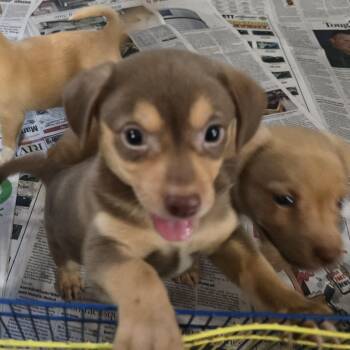 Rescue Miniature Pinscher Dogs for Adoption in Athens, Alabama - Dudley | PetCurious