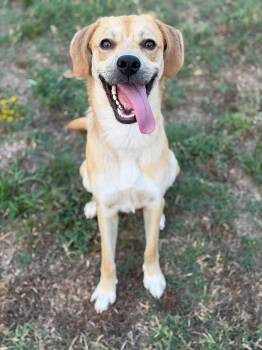 Mr. Harp -  Retriever and Hound Dog for Adoption in Racine, Wisconsin - Mr. Harp | PetCurious