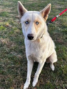 Rescue Mixed Breed Dogs for Adoption in Highland, New York - Toby | PetCurious