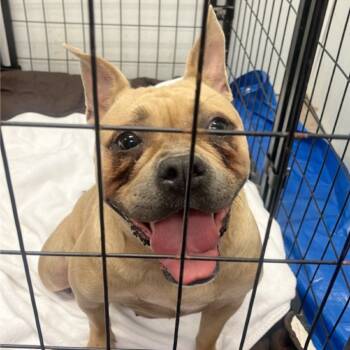 Rescue French Bulldog and Pit Bull Terrier Dogs for Adoption in Tyrone, Georgia - Lil Prissy Pants 08-1613 | PetCurious