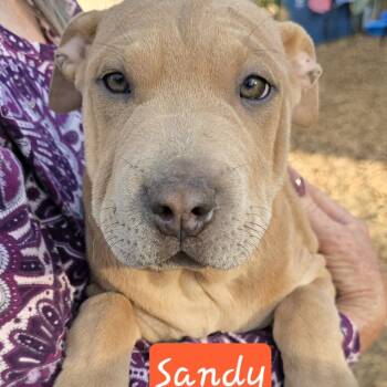 Rescue Shar Pei and Feist Dogs for Adoption in Lenoir, North Carolina - Sandy (Coopers Corner) | PetCurious
