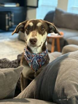 Australian Kelpie Dogs Available for Adoption - Darla | PetCurious