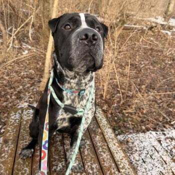 Shar Pei and Pit Bull Terrier Dogs Available for Adoption in Indianapolis, Indiana - Soul | PetCurious