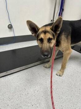 Radar -  German Shepherd Dog Dog for Adoption in Oakland, California - Radar | PetCurious