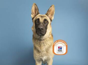 ODIN -  German Shepherd Dog Dog for Adoption in Phoenix, Arizona - ODIN | PetCurious