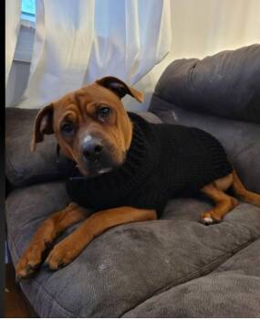 Rescue Dogue De Bordeaux and Labrador Retriever Dogs for Adoption in Bull Valley, Illinois - Bubba | PetCurious