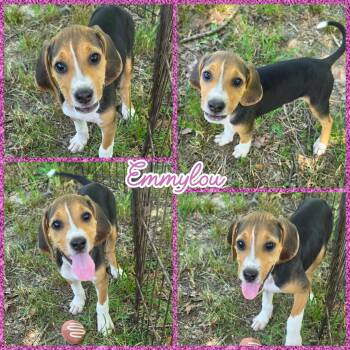 Emmylou -  Treeing Walker Coonhound Dog for Adoption in Blacksburg, South Carolina - Emmylou | PetCurious