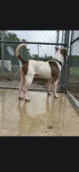 Pit Bull Terrier Dogs Available for Adoption in Syracuse, Indiana - Madoc | PetCurious
