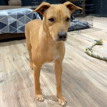 Rescue Shepherd Dogs for Adoption in San Antonio, Texas - Evangelina | PetCurious
