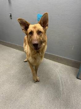 MUSTARD -  German Shepherd Dog Dog for Adoption in Las Vegas, Nevada - MUSTARD | PetCurious