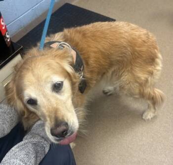 Rescue Mixed Breed Dogs for Adoption in Chamblee, Georgia - Gracie | PetCurious