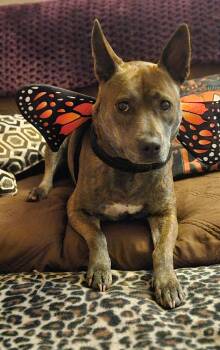 Rescue Plott Hound and American Bully Dogs for Adoption in Charlottesville, Virginia - Apple Great Hiking Buddy!  Loves To Be With Her People And In Th | PetCurious