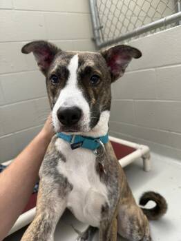 Otis -  Whippet Dog for Adoption in Cincinnati, Ohio - Otis | PetCurious