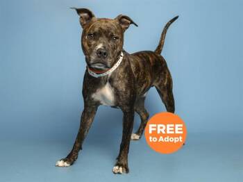 Pit Bull Terrier Dogs Available for Adoption in Phoenix, Arizona - MISHA | PetCurious