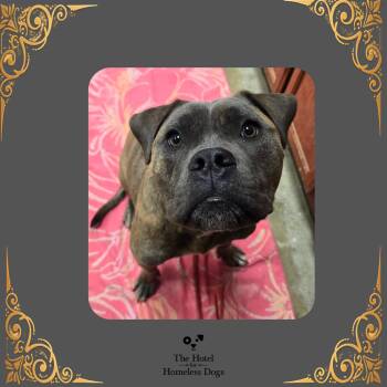 Bruno -  American Staffordshire Terrier and Mixed Breed Dog for Adoption in Cumberland, Rhode Island - Bruno | PetCurious