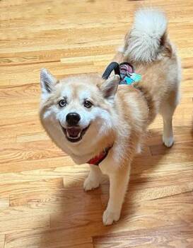 Rescue Siberian Husky and Pomeranian Dogs for Adoption in Winston, Oregon - Ziggy | PetCurious