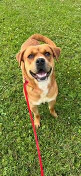 Pound Dog-Otis #190694-Courtesy Listing -  Boxer Dog for Adoption in Rootstown, Ohio - Pound Dog-Otis #190694-Courtesy Listing | PetCurious