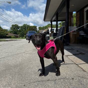 Rescue Mixed Breed Dogs for Adoption in Savannah, Georgia - Artesian SC | PetCurious