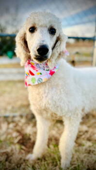 Rescue Standard Poodle Dogs for Adoption in Pacolet, South Carolina - Dior Nov 25 | PetCurious
