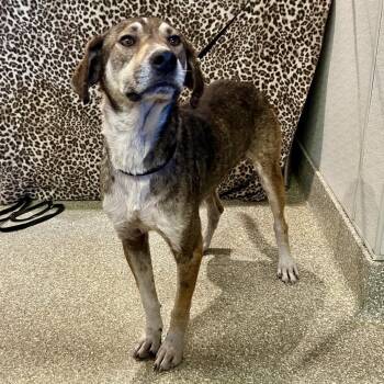 Cooper -  Hound Dog for Adoption in San Gabriel, California - Cooper | PetCurious