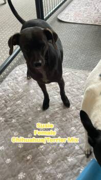 Rat Terrier and Chihuahua Dogs Available for Adoption - Susie | PetCurious