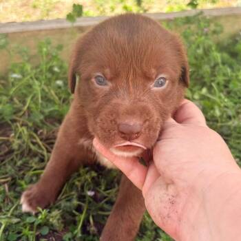 Chocolate Labrador Retriever and Dalmatian Dogs Available for Adoption in Myrtle Beach, South Carolina - Brownie | PetCurious