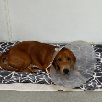Basset Hound and Mixed Breed Dogs Available for Adoption in Chino Hills, California - Dan - Costa Mesa Location | PetCurious