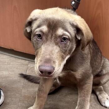 Pit Bull Terrier and Labrador Retriever Dogs Available for Adoption in Westminster, California - WAGS-Stray-21756 | PetCurious