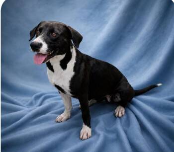 Beagle Dogs Available for Adoption in Guntersville, Alabama - Raynie | PetCurious