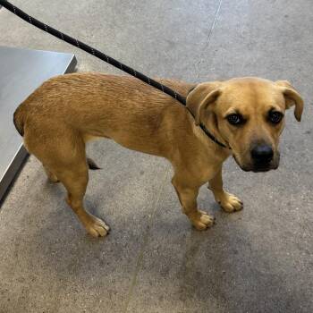 111571 -  Mixed Breed Dog for Adoption in Las Cruces, New Mexico - 111571 | PetCurious