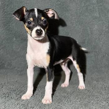 Ziggy -  Chihuahua and Mixed Breed Dog for Adoption in Pelham, New Hampshire - Ziggy | PetCurious