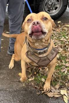 Peanut -  Pit Bull Terrier Dog for Adoption in Cleveland, Ohio - Peanut | PetCurious