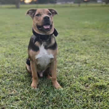 Tank -  American Staffordshire Terrier Dog for Adoption in Tavares, Florida - Tank | PetCurious