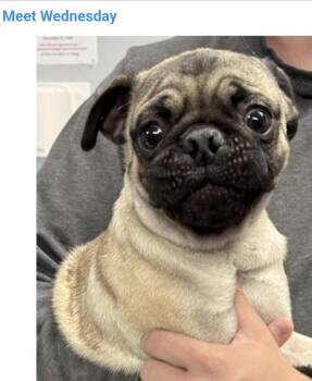 Wednesday -  Pug Dog for Adoption in Salt Lake City, Utah - Wednesday | PetCurious