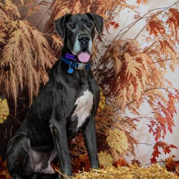 Rescue Great Dane Dogs for Adoption in Richmond, Virginia - Zeus | PetCurious