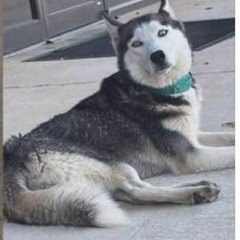 Aurora -  Husky Dog for Adoption - Aurora | PetCurious