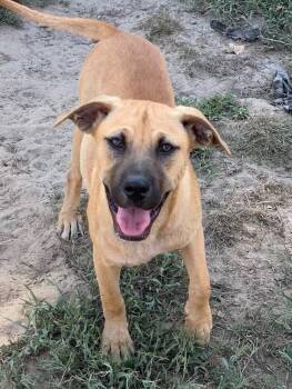 Rescue Mixed Breed Dogs for Adoption in Taycheedah, Wisconsin - Spinosaurus | PetCurious