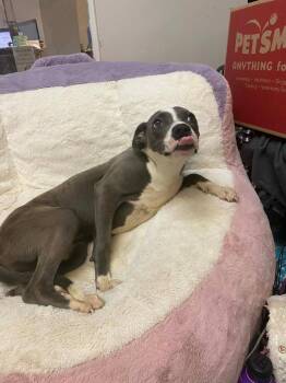 Grace -  American Staffordshire Terrier and American Bulldog Dog for Adoption in Albany, Georgia - Grace | PetCurious